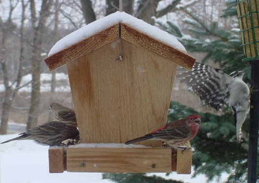 Sparrows and Downey Woodpecker