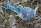 Blue Jay