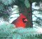 Cardinal