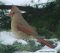Cardinal
