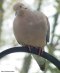 Dove