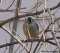 Tufted Titmouse