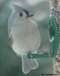 Tufted Titmouse