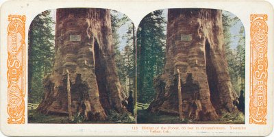 Yosemite - Mother Of The Forest